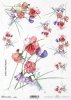 groszek pachnący, kwiat, ogród, łąka, wiosna, autorka grafiki Maria Kopeć, R904, fragrant pea, flower, garden, meadow, spring, Duftende Erbse, Blume, Garten, Wiese, Frühling, guisante fragante, flor, jardín, prado, primavera